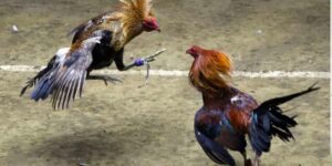 Đá gà MMWIN: Trải nghiệm độc đáo và cơ hội trúng thưởng cao